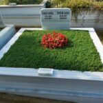 Sedum bitkimiz mezar bakimi