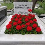 sardunya bitkimiz mezar bakimi